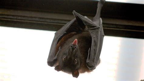 家裡有蝙蝠好嗎